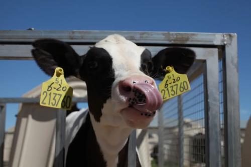 一滴牛奶背后的“超級力量”