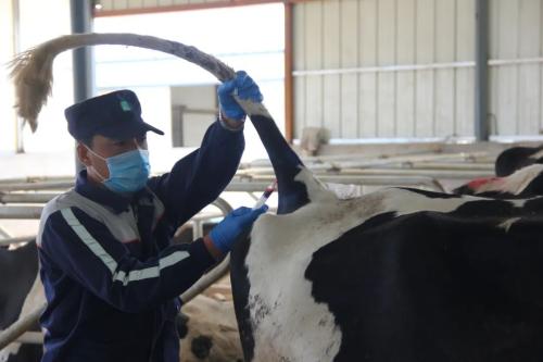 一滴牛奶背后的“超級力量”