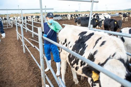 一滴牛奶背后的“超級力量”