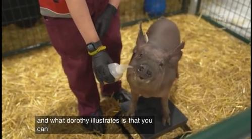 意念控制特斯拉有希望?馬斯克用活豬演示腦機接口技術,可實時讀取大腦信息,A股也有概念股