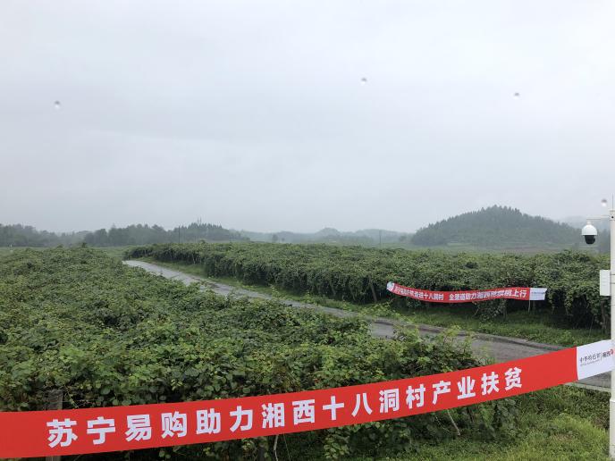 獼猴桃化身“金果果” 央視直播走進十八洞村