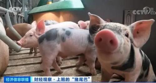 豬肉價格反彈，1頭豬利潤＝2瓶茅臺酒？