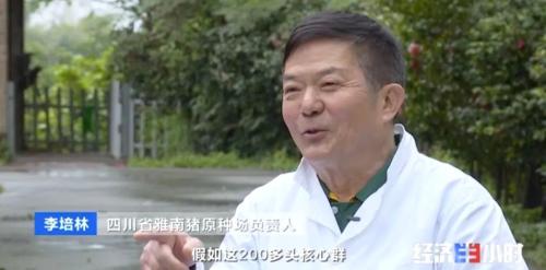 8個(gè)品種本土種豬滅絕!我們餐桌多為“外來(lái)豬”?!本土“二師兄”去哪了?