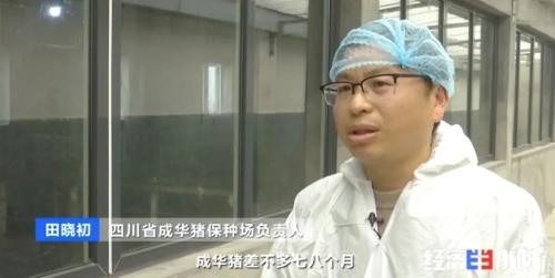 8個(gè)品種本土種豬滅絕!我們餐桌多為“外來(lái)豬”?!本土“二師兄”去哪了?