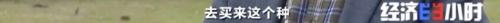 8個(gè)品種本土種豬滅絕!我們餐桌多為“外來(lái)豬”?!本土“二師兄”去哪了?