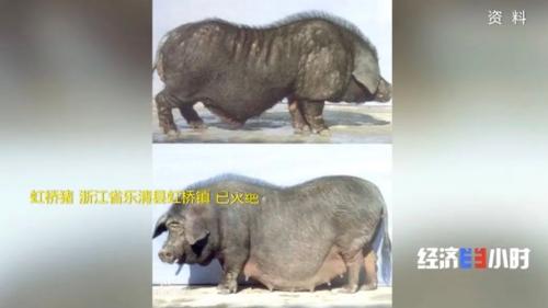 8個(gè)品種本土種豬滅絕!我們餐桌多為“外來(lái)豬”?!本土“二師兄”去哪了?