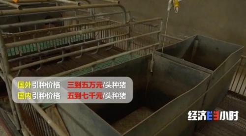 8個(gè)品種本土種豬滅絕!我們餐桌多為“外來(lái)豬”?!本土“二師兄”去哪了?