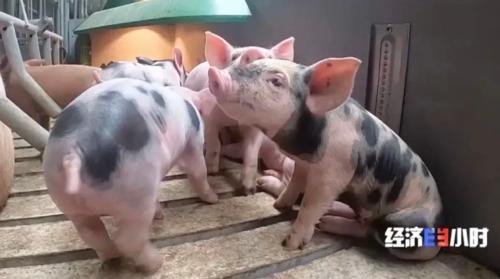 8個(gè)品種本土種豬滅絕!我們餐桌多為“外來(lái)豬”?!本土“二師兄”去哪了?