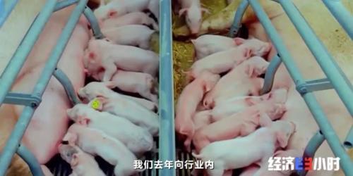 8個(gè)品種本土種豬滅絕!我們餐桌多為“外來(lái)豬”?!本土“二師兄”去哪了?