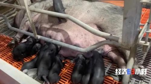 8個(gè)品種本土種豬滅絕!我們餐桌多為“外來(lái)豬”?!本土“二師兄”去哪了?