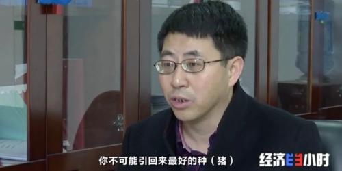 8個(gè)品種本土種豬滅絕!我們餐桌多為“外來(lái)豬”?!本土“二師兄”去哪了?