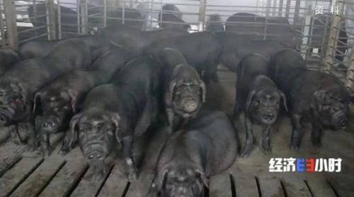 8個(gè)品種本土種豬滅絕!我們餐桌多為“外來(lái)豬”?!本土“二師兄”去哪了?