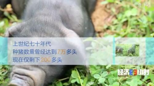 8個(gè)品種本土種豬滅絕!我們餐桌多為“外來(lái)豬”?!本土“二師兄”去哪了?